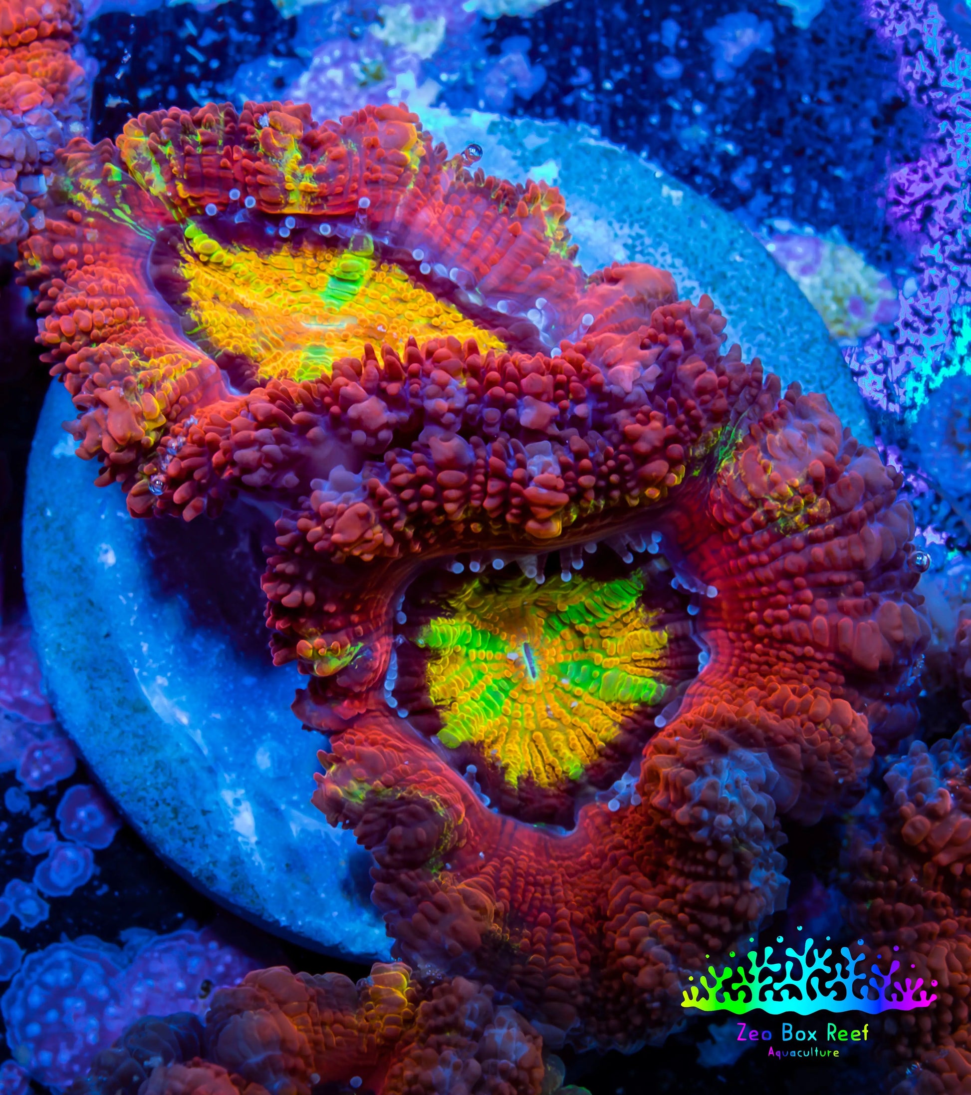 Ultra Acan Coral - Micromussa Lordhowensis - Rainbow 🌈 Acan Frag WYSIWYG A3R2B1 Ultra Acan Coral - Micromussa Lordhowensis - Rainbow 🌈 Acan Frag WYSIWYG A3R2B1 LPS Coral Ultra Acan Coral - Micromussa Lordhowensis - Rainbow 🌈 Acan Frag WYSIWYG A3R2B1 Zeo Box Reef