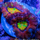 Ultra Acan Coral - Micromussa Lordhowensis - Rainbow 🌈 Acan Frag WYSIWYG A3R2B1 Ultra Acan Coral - Micromussa Lordhowensis - Rainbow 🌈 Acan Frag WYSIWYG A3R2B1 LPS Coral Ultra Acan Coral - Micromussa Lordhowensis - Rainbow 🌈 Acan Frag WYSIWYG A3R2B1 Zeo Box Reef