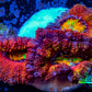 Ultra Acan Coral - Micromussa Lordhowensis - Rainbow 🌈 Acan Frag WYSIWYG A3R2B1 Ultra Acan Coral - Micromussa Lordhowensis - Rainbow 🌈 Acan Frag WYSIWYG A3R2B1 LPS Coral Ultra Acan Coral - Micromussa Lordhowensis - Rainbow 🌈 Acan Frag WYSIWYG A3R2B1 Zeo Box Reef