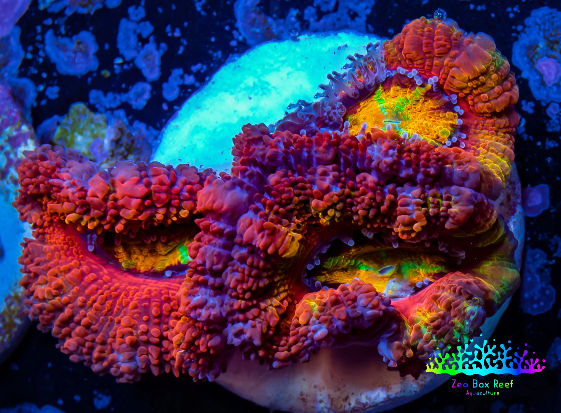 Ultra Acan Coral - Micromussa Lordhowensis - Rainbow 🌈 Acan Frag WYSIWYG A3R2B1 Ultra Acan Coral - Micromussa Lordhowensis - Rainbow 🌈 Acan Frag WYSIWYG A3R2B1 LPS Coral Ultra Acan Coral - Micromussa Lordhowensis - Rainbow 🌈 Acan Frag WYSIWYG A3R2B1 Zeo Box Reef