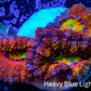 Ultra Acan Coral - Micromussa Lordhowensis - Rainbow 🌈 Acan Frag WYSIWYG A3R2B1 Ultra Acan Coral - Micromussa Lordhowensis - Rainbow 🌈 Acan Frag WYSIWYG A3R2B1 LPS Coral Ultra Acan Coral - Micromussa Lordhowensis - Rainbow 🌈 Acan Frag WYSIWYG A3R2B1 Zeo Box Reef