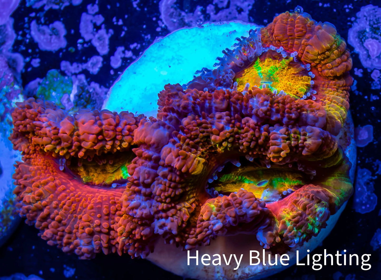 Ultra Acan Coral - Micromussa Lordhowensis - Rainbow 🌈 Acan Frag WYSIWYG A3R2B1 Ultra Acan Coral - Micromussa Lordhowensis - Rainbow 🌈 Acan Frag WYSIWYG A3R2B1 LPS Coral Ultra Acan Coral - Micromussa Lordhowensis - Rainbow 🌈 Acan Frag WYSIWYG A3R2B1 Zeo Box Reef