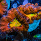 Ultra Acan Coral - Micromussa Lordhowensis - Rainbow 🌈 Acan Frag WYSIWYG A4R2B1 Ultra Acan Coral - Micromussa Lordhowensis - Rainbow 🌈 Acan Frag WYSIWYG A4R2B1 LPS Coral Ultra Acan Coral - Micromussa Lordhowensis - Rainbow 🌈 Acan Frag WYSIWYG A4R2B1 Zeo Box Reef