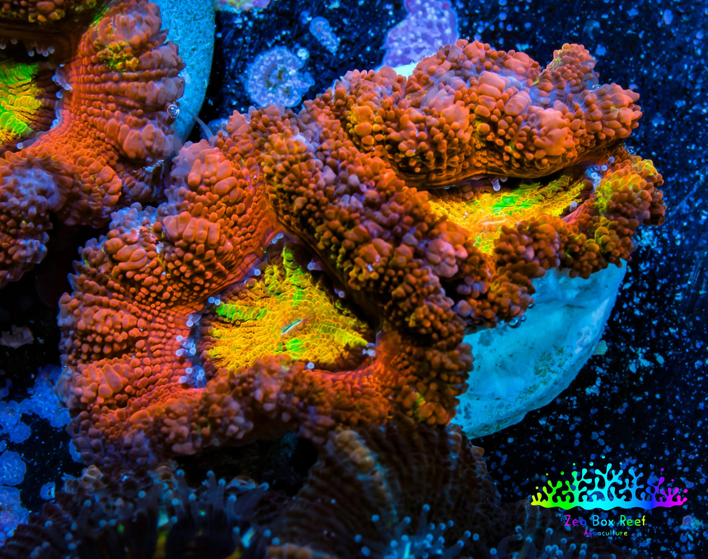 Ultra Acan Coral - Micromussa Lordhowensis - Rainbow 🌈 Acan Frag WYSIWYG A4R2B1 Ultra Acan Coral - Micromussa Lordhowensis - Rainbow 🌈 Acan Frag WYSIWYG A4R2B1 LPS Coral Ultra Acan Coral - Micromussa Lordhowensis - Rainbow 🌈 Acan Frag WYSIWYG A4R2B1 Zeo Box Reef
