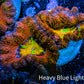Ultra Acan Coral - Micromussa Lordhowensis - Rainbow 🌈 Acan Frag WYSIWYG A4R2B1 Ultra Acan Coral - Micromussa Lordhowensis - Rainbow 🌈 Acan Frag WYSIWYG A4R2B1 LPS Coral Ultra Acan Coral - Micromussa Lordhowensis - Rainbow 🌈 Acan Frag WYSIWYG A4R2B1 Zeo Box Reef