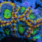 Ultra Acan Coral - Micromussa Lordhowensis - Rainbow 🌈 Acan Frag WYSIWYG C1R2B1 Ultra Acan Coral - Micromussa Lordhowensis - Rainbow 🌈 Acan Frag WYSIWYG C1R2B1 LPS Coral Ultra Acan Coral - Micromussa Lordhowensis - Rainbow 🌈 Acan Frag WYSIWYG C1R2B1 Zeo Box Reef