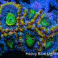 Ultra Acan Coral - Micromussa Lordhowensis - Rainbow 🌈 Acan Frag WYSIWYG C1R2B1 Ultra Acan Coral - Micromussa Lordhowensis - Rainbow 🌈 Acan Frag WYSIWYG C1R2B1 LPS Coral Ultra Acan Coral - Micromussa Lordhowensis - Rainbow 🌈 Acan Frag WYSIWYG C1R2B1 Zeo Box Reef