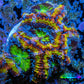 Ultra Acan Coral - Micromussa Lordhowensis - Rainbow 🌈 Acan Frag WYSIWYG C2R2B1 Ultra Acan Coral - Micromussa Lordhowensis - Rainbow 🌈 Acan Frag WYSIWYG C2R2B1 LPS Coral Ultra Acan Coral - Micromussa Lordhowensis - Rainbow 🌈 Acan Frag WYSIWYG C2R2B1 Zeo Box Reef