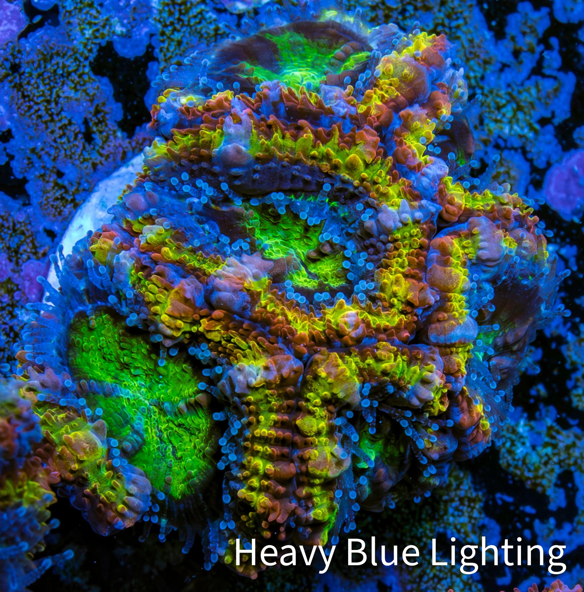 Ultra Acan Coral - Micromussa Lordhowensis - Rainbow 🌈 Acan Frag WYSIWYG C2R2B1 Ultra Acan Coral - Micromussa Lordhowensis - Rainbow 🌈 Acan Frag WYSIWYG C2R2B1 LPS Coral Ultra Acan Coral - Micromussa Lordhowensis - Rainbow 🌈 Acan Frag WYSIWYG C2R2B1 Zeo Box Reef