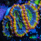 Ultra Acan Coral - Micromussa Lordhowensis - Rainbow 🌈 Acan Frag WYSIWYG D1R2B1 Ultra Acan Coral - Micromussa Lordhowensis - Rainbow 🌈 Acan Frag WYSIWYG D1R2B1 LPS Coral Ultra Acan Coral - Micromussa Lordhowensis - Rainbow 🌈 Acan Frag WYSIWYG D1R2B1 Zeo Box Reef
