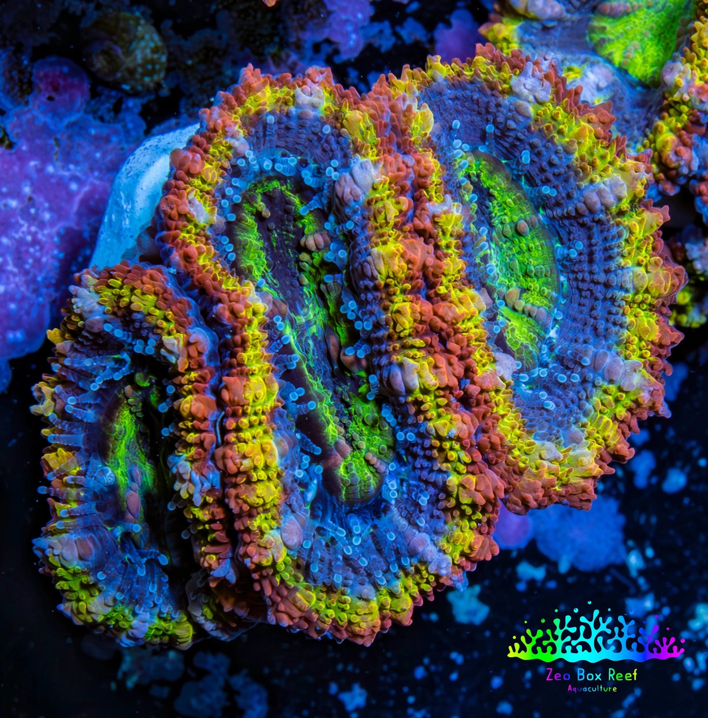 Ultra Acan Coral - Micromussa Lordhowensis - Rainbow 🌈 Acan Frag WYSIWYG D1R2B1 Ultra Acan Coral - Micromussa Lordhowensis - Rainbow 🌈 Acan Frag WYSIWYG D1R2B1 LPS Coral Ultra Acan Coral - Micromussa Lordhowensis - Rainbow 🌈 Acan Frag WYSIWYG D1R2B1 Zeo Box Reef