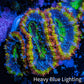 Ultra Acan Coral - Micromussa Lordhowensis - Rainbow 🌈 Acan Frag WYSIWYG D1R2B1 Ultra Acan Coral - Micromussa Lordhowensis - Rainbow 🌈 Acan Frag WYSIWYG D1R2B1 LPS Coral Ultra Acan Coral - Micromussa Lordhowensis - Rainbow 🌈 Acan Frag WYSIWYG D1R2B1 Zeo Box Reef