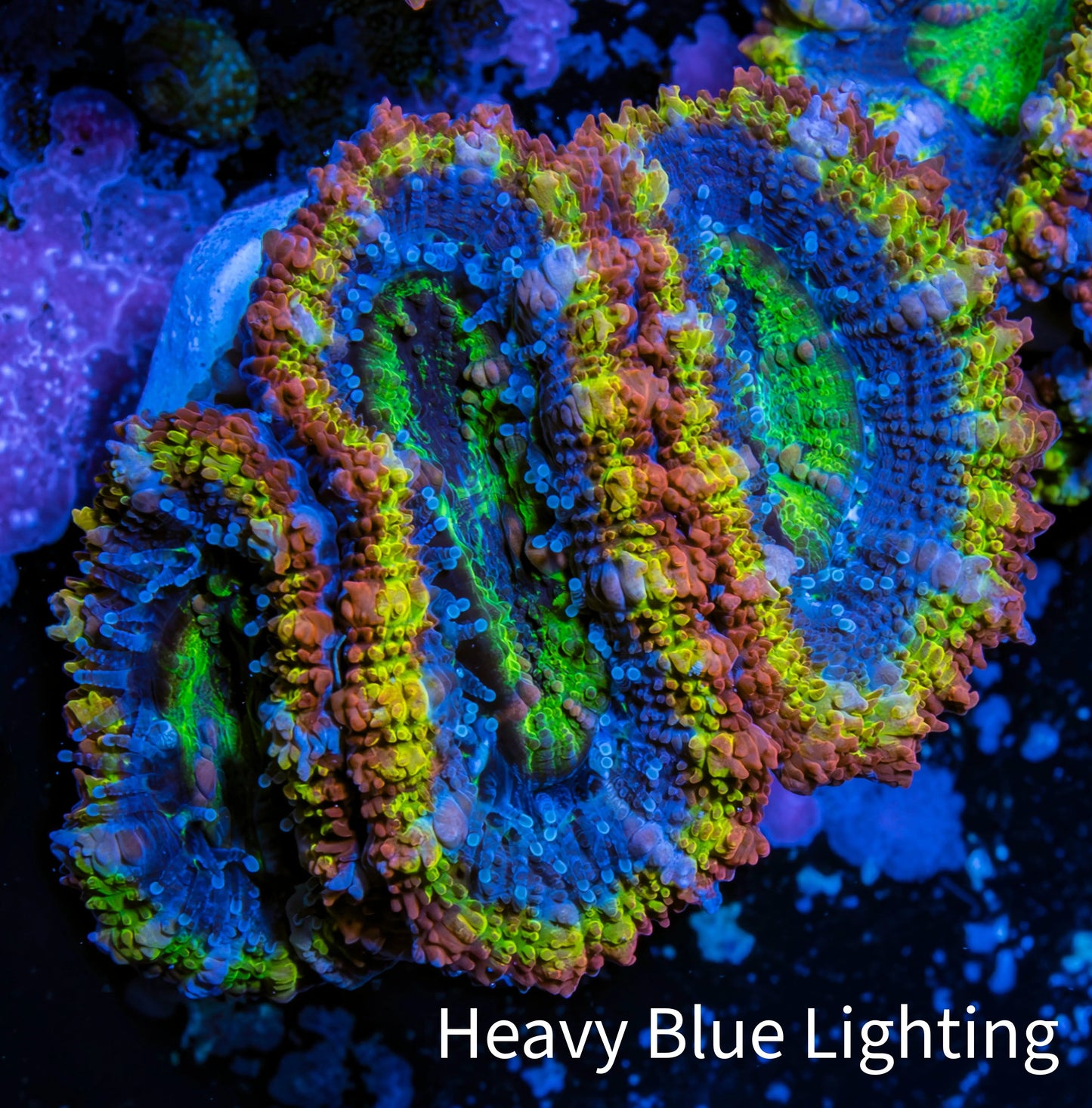 Ultra Acan Coral - Micromussa Lordhowensis - Rainbow 🌈 Acan Frag WYSIWYG D1R2B1 Ultra Acan Coral - Micromussa Lordhowensis - Rainbow 🌈 Acan Frag WYSIWYG D1R2B1 LPS Coral Ultra Acan Coral - Micromussa Lordhowensis - Rainbow 🌈 Acan Frag WYSIWYG D1R2B1 Zeo Box Reef