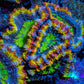 Ultra Acan Coral - Micromussa Lordhowensis - Rainbow 🌈 Acan Frag WYSIWYG D2R2B1 Ultra Acan Coral - Micromussa Lordhowensis - Rainbow 🌈 Acan Frag WYSIWYG D2R2B1 LPS Coral Ultra Acan Coral - Micromussa Lordhowensis - Rainbow 🌈 Acan Frag WYSIWYG D2R2B1 Zeo Box Reef