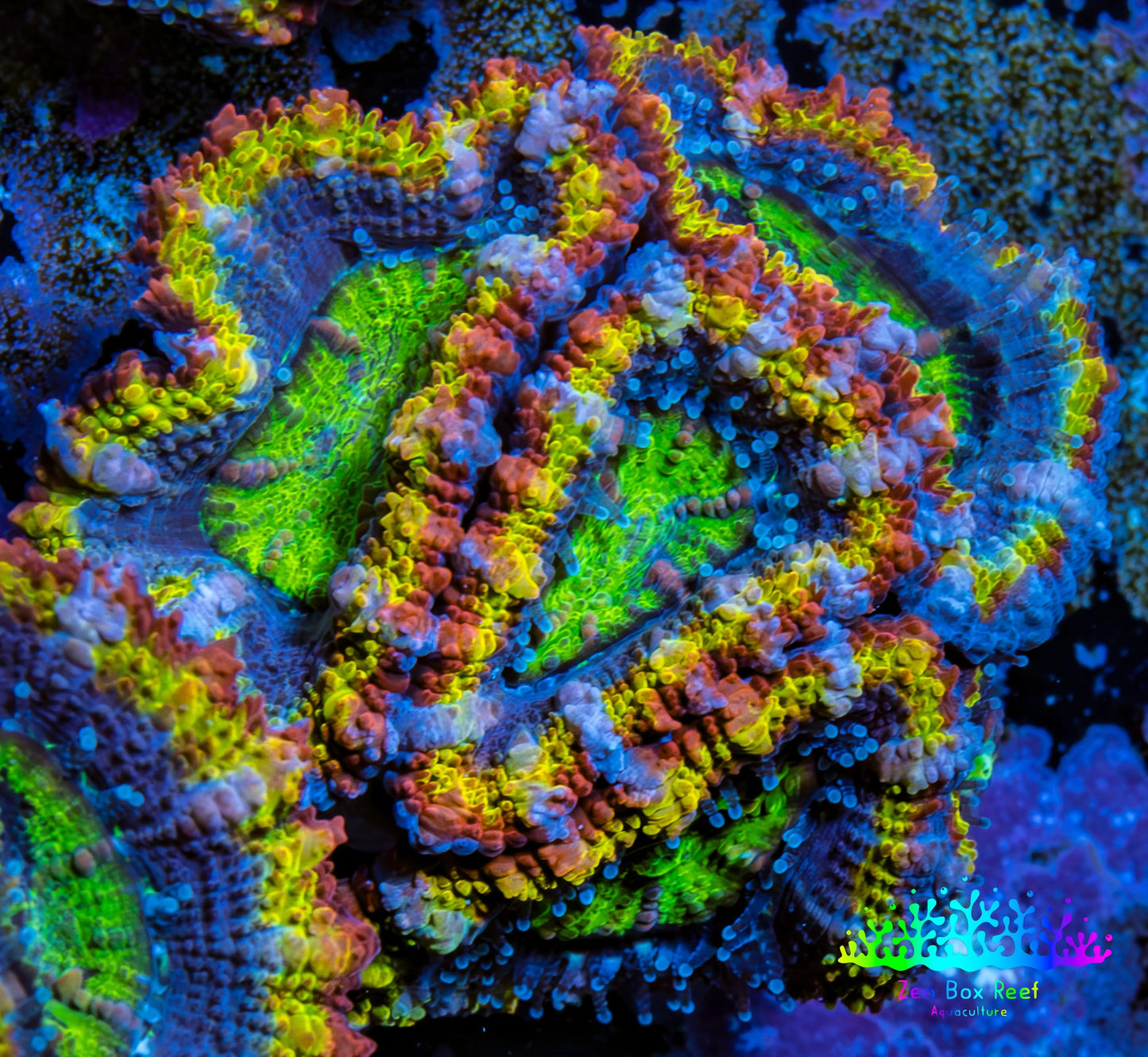 Ultra Acan Coral - Micromussa Lordhowensis - Rainbow 🌈 Acan Frag WYSIWYG D2R2B1 Ultra Acan Coral - Micromussa Lordhowensis - Rainbow 🌈 Acan Frag WYSIWYG D2R2B1 LPS Coral Ultra Acan Coral - Micromussa Lordhowensis - Rainbow 🌈 Acan Frag WYSIWYG D2R2B1 Zeo Box Reef