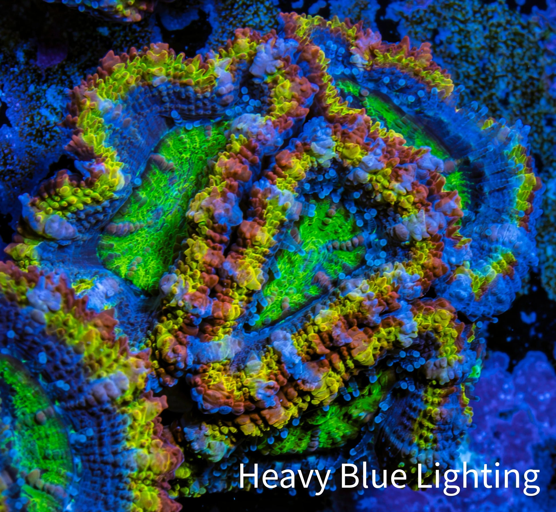 Ultra Acan Coral - Micromussa Lordhowensis - Rainbow 🌈 Acan Frag WYSIWYG D2R2B1 Ultra Acan Coral - Micromussa Lordhowensis - Rainbow 🌈 Acan Frag WYSIWYG D2R2B1 LPS Coral Ultra Acan Coral - Micromussa Lordhowensis - Rainbow 🌈 Acan Frag WYSIWYG D2R2B1 Zeo Box Reef