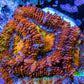 Ultra Acan Coral - Micromussa Lordhowensis - Rainbow 🌈 Acan Frag WYSIWYG E1R3B1 Ultra Acan Coral - Micromussa Lordhowensis - Rainbow 🌈 Acan Frag WYSIWYG E1R3B1 LPS Coral Ultra Acan Coral - Micromussa Lordhowensis - Rainbow 🌈 Acan Frag WYSIWYG E1R3B1 Zeo Box Reef