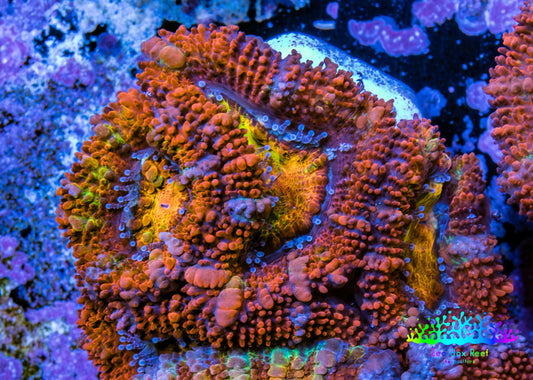 Ultra Acan Coral - Micromussa Lordhowensis - Rainbow 🌈 Acan Frag WYSIWYG E1R3B1 Ultra Acan Coral - Micromussa Lordhowensis - Rainbow 🌈 Acan Frag WYSIWYG E1R3B1 LPS Coral Ultra Acan Coral - Micromussa Lordhowensis - Rainbow 🌈 Acan Frag WYSIWYG E1R3B1 Zeo Box Reef