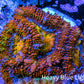 Ultra Acan Coral - Micromussa Lordhowensis - Rainbow 🌈 Acan Frag WYSIWYG E1R3B1 Ultra Acan Coral - Micromussa Lordhowensis - Rainbow 🌈 Acan Frag WYSIWYG E1R3B1 LPS Coral Ultra Acan Coral - Micromussa Lordhowensis - Rainbow 🌈 Acan Frag WYSIWYG E1R3B1 Zeo Box Reef
