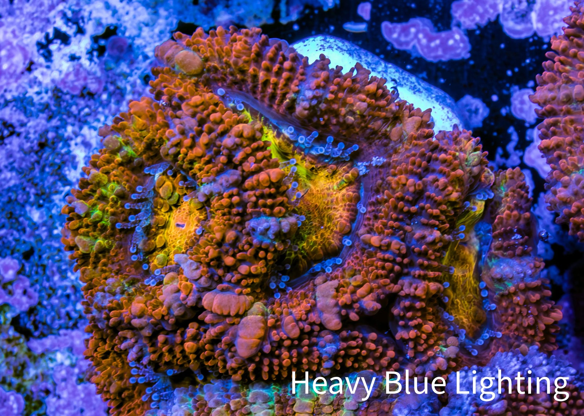 Ultra Acan Coral - Micromussa Lordhowensis - Rainbow 🌈 Acan Frag WYSIWYG E1R3B1 Ultra Acan Coral - Micromussa Lordhowensis - Rainbow 🌈 Acan Frag WYSIWYG E1R3B1 LPS Coral Ultra Acan Coral - Micromussa Lordhowensis - Rainbow 🌈 Acan Frag WYSIWYG E1R3B1 Zeo Box Reef
