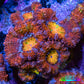 Ultra Acan Coral - Micromussa Lordhowensis - Rainbow 🌈 Acan Frag WYSIWYG E2R3B1 Ultra Acan Coral - Micromussa Lordhowensis - Rainbow 🌈 Acan Frag WYSIWYG E2R3B1 LPS Coral Ultra Acan Coral - Micromussa Lordhowensis - Rainbow 🌈 Acan Frag WYSIWYG E2R3B1 Zeo Box Reef