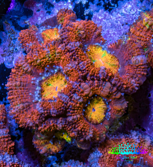 Ultra Acan Coral - Micromussa Lordhowensis - Rainbow 🌈 Acan Frag WYSIWYG E2R3B1 Ultra Acan Coral - Micromussa Lordhowensis - Rainbow 🌈 Acan Frag WYSIWYG E2R3B1 LPS Coral Ultra Acan Coral - Micromussa Lordhowensis - Rainbow 🌈 Acan Frag WYSIWYG E2R3B1 Zeo Box Reef