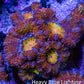 Ultra Acan Coral - Micromussa Lordhowensis - Rainbow 🌈 Acan Frag WYSIWYG E2R3B1 Ultra Acan Coral - Micromussa Lordhowensis - Rainbow 🌈 Acan Frag WYSIWYG E2R3B1 LPS Coral Ultra Acan Coral - Micromussa Lordhowensis - Rainbow 🌈 Acan Frag WYSIWYG E2R3B1 Zeo Box Reef