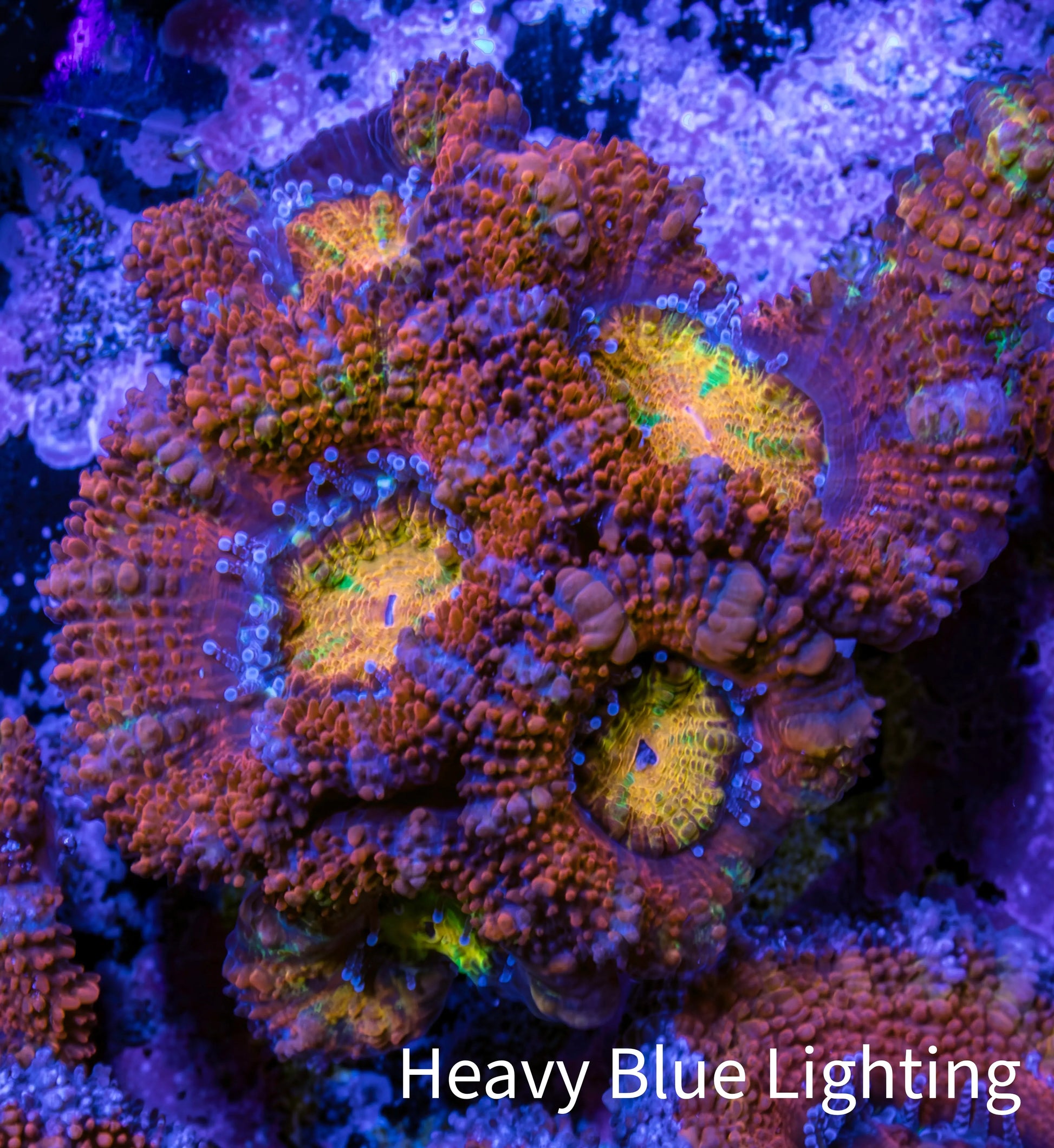 Ultra Acan Coral - Micromussa Lordhowensis - Rainbow 🌈 Acan Frag WYSIWYG E2R3B1 Ultra Acan Coral - Micromussa Lordhowensis - Rainbow 🌈 Acan Frag WYSIWYG E2R3B1 LPS Coral Ultra Acan Coral - Micromussa Lordhowensis - Rainbow 🌈 Acan Frag WYSIWYG E2R3B1 Zeo Box Reef