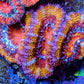 Ultra Acan Coral - Micromussa Lordhowensis - Rainbow 🌈 Acan Frag WYSIWYG F02R2B1 Ultra Acan Coral - Micromussa Lordhowensis - Rainbow 🌈 Acan Frag WYSIWYG F02R2B1 LPS Coral Ultra Acan Coral - Micromussa Lordhowensis - Rainbow 🌈 Acan Frag WYSIWYG F02R2B1 Zeo Box Reef