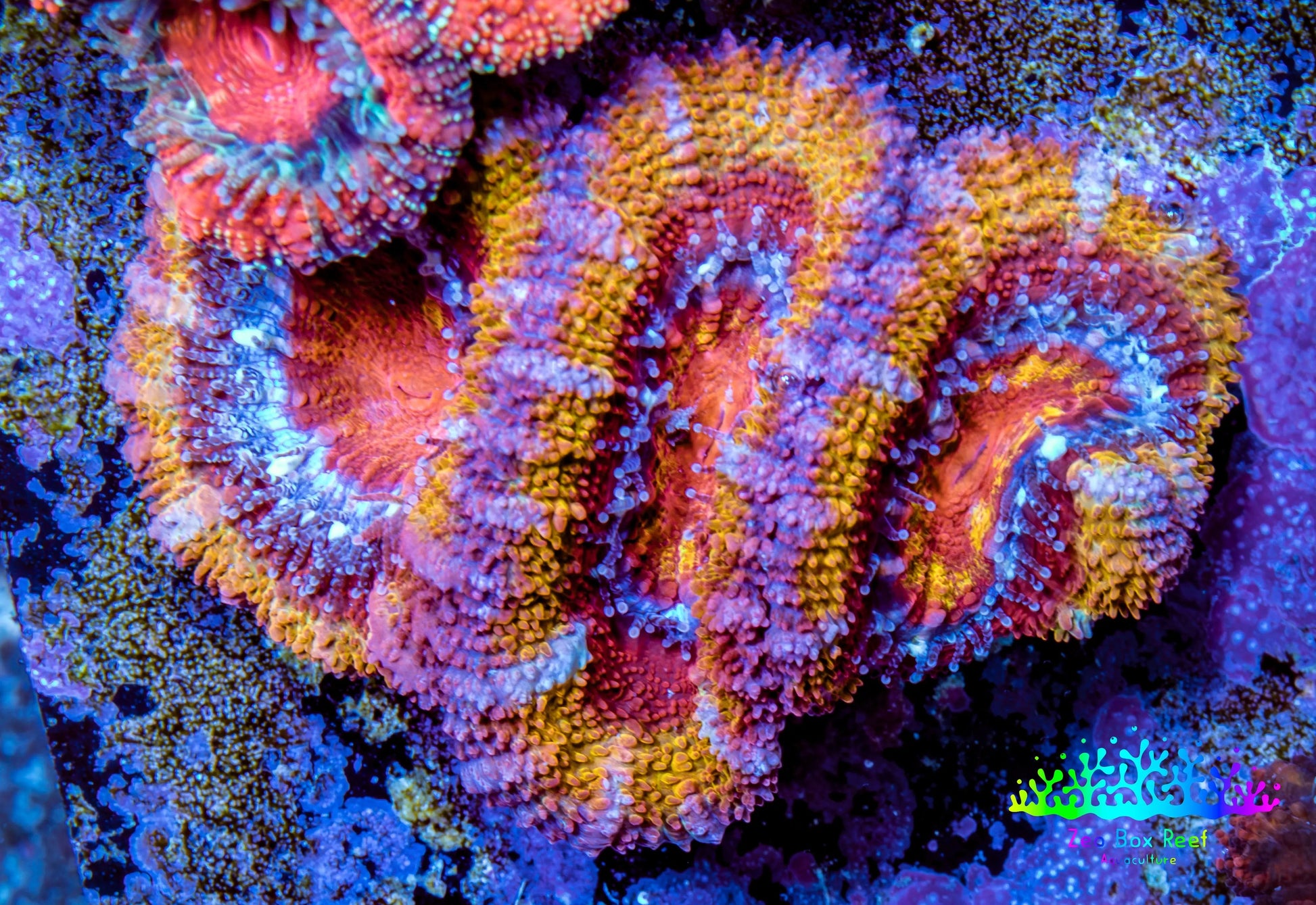 Ultra Acan Coral - Micromussa Lordhowensis - Rainbow 🌈 Acan Frag WYSIWYG F02R2B1 Ultra Acan Coral - Micromussa Lordhowensis - Rainbow 🌈 Acan Frag WYSIWYG F02R2B1 LPS Coral Ultra Acan Coral - Micromussa Lordhowensis - Rainbow 🌈 Acan Frag WYSIWYG F02R2B1 Zeo Box Reef
