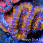 Ultra Acan Coral - Micromussa Lordhowensis - Rainbow 🌈 Acan Frag WYSIWYG F02R2B1 Ultra Acan Coral - Micromussa Lordhowensis - Rainbow 🌈 Acan Frag WYSIWYG F02R2B1 LPS Coral Ultra Acan Coral - Micromussa Lordhowensis - Rainbow 🌈 Acan Frag WYSIWYG F02R2B1 Zeo Box Reef