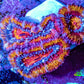 Ultra Acan Coral - Micromussa Lordhowensis - Rainbow 🌈 Acan Frag WYSIWYG F1R2B1 Ultra Acan Coral - Micromussa Lordhowensis - Rainbow 🌈 Acan Frag WYSIWYG F1R2B1 LPS Coral Ultra Acan Coral - Micromussa Lordhowensis - Rainbow 🌈 Acan Frag WYSIWYG F1R2B1 Zeo Box Reef