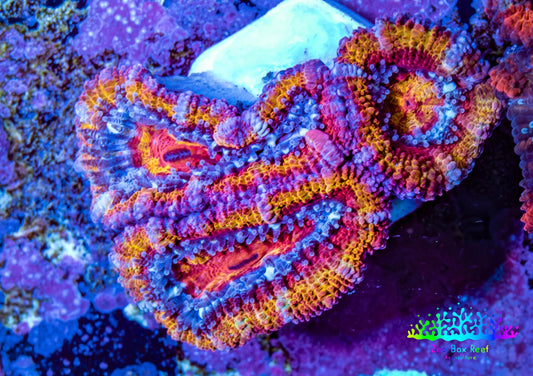 Ultra Acan Coral - Micromussa Lordhowensis - Rainbow 🌈 Acan Frag WYSIWYG F1R2B1 Ultra Acan Coral - Micromussa Lordhowensis - Rainbow 🌈 Acan Frag WYSIWYG F1R2B1 LPS Coral Ultra Acan Coral - Micromussa Lordhowensis - Rainbow 🌈 Acan Frag WYSIWYG F1R2B1 Zeo Box Reef