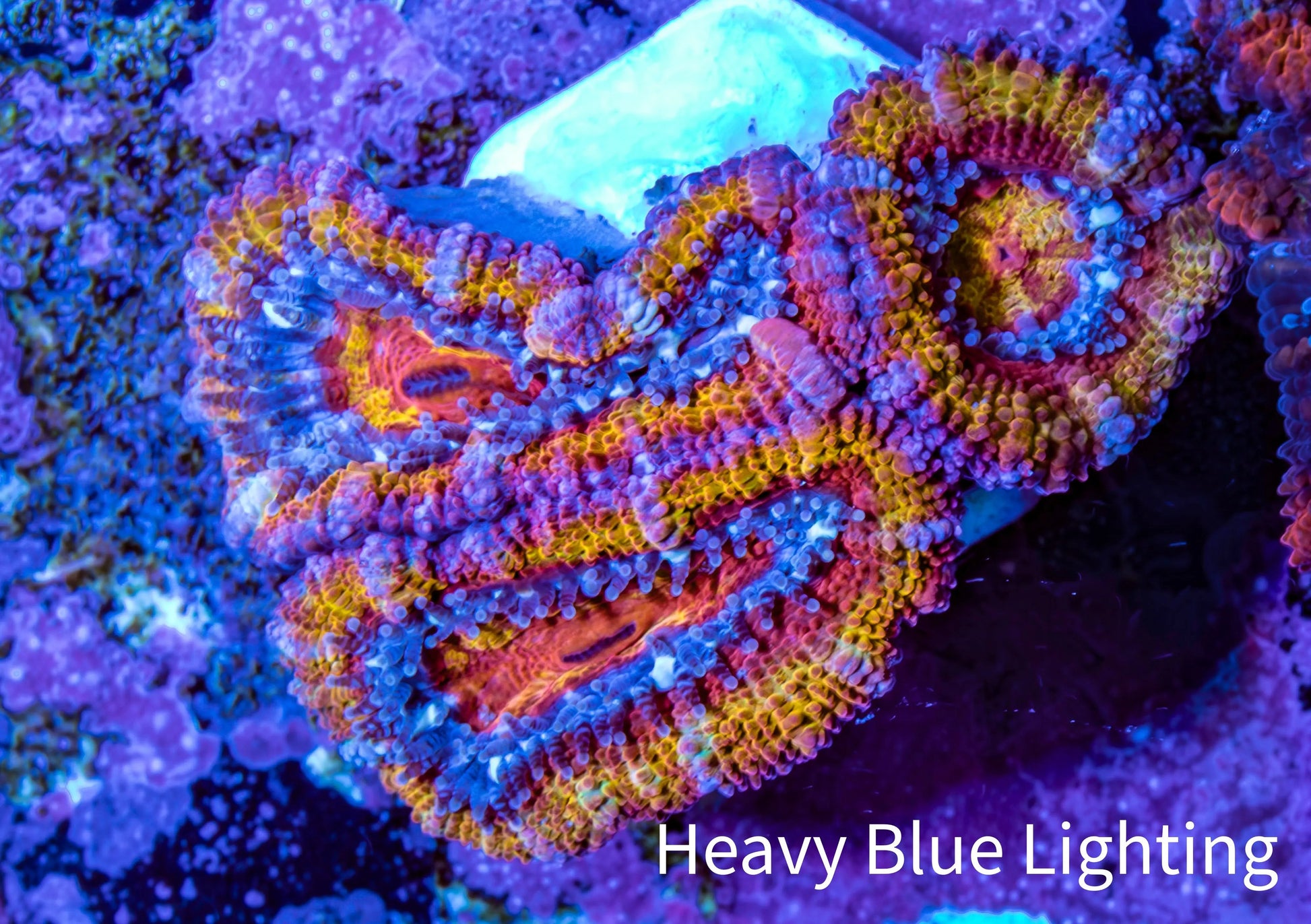 Ultra Acan Coral - Micromussa Lordhowensis - Rainbow 🌈 Acan Frag WYSIWYG F1R2B1 Ultra Acan Coral - Micromussa Lordhowensis - Rainbow 🌈 Acan Frag WYSIWYG F1R2B1 LPS Coral Ultra Acan Coral - Micromussa Lordhowensis - Rainbow 🌈 Acan Frag WYSIWYG F1R2B1 Zeo Box Reef
