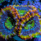 Ultra Acan Coral - Micromussa Lordhowensis - Rainbow 🌈 Acan Frag WYSIWYG F7R2B1 Ultra Acan Coral - Micromussa Lordhowensis - Rainbow 🌈 Acan Frag WYSIWYG F7R2B1 LPS Coral Ultra Acan Coral - Micromussa Lordhowensis - Rainbow 🌈 Acan Frag WYSIWYG F7R2B1 Zeo Box Reef