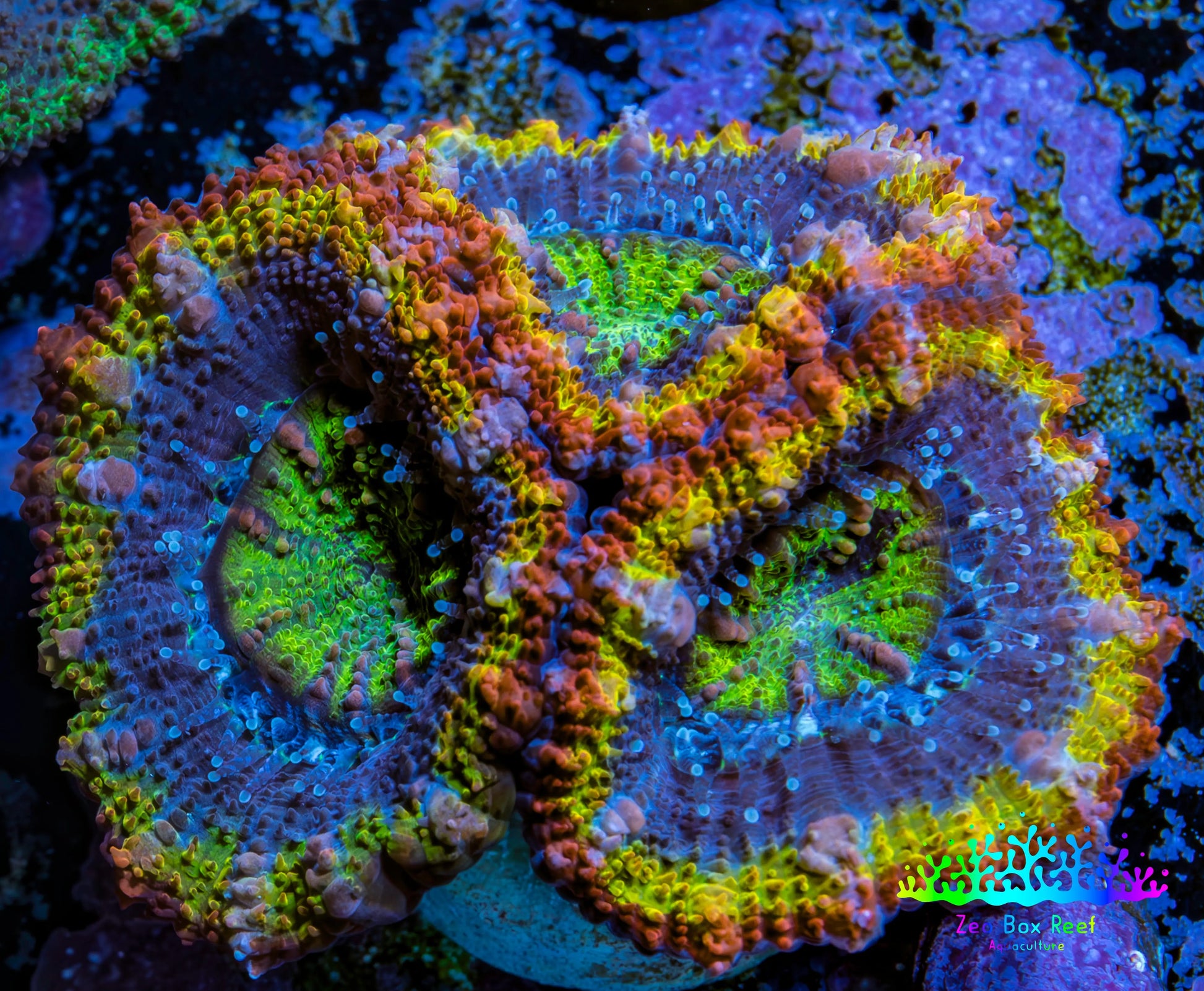 Ultra Acan Coral - Micromussa Lordhowensis - Rainbow 🌈 Acan Frag WYSIWYG F7R2B1 Ultra Acan Coral - Micromussa Lordhowensis - Rainbow 🌈 Acan Frag WYSIWYG F7R2B1 LPS Coral Ultra Acan Coral - Micromussa Lordhowensis - Rainbow 🌈 Acan Frag WYSIWYG F7R2B1 Zeo Box Reef