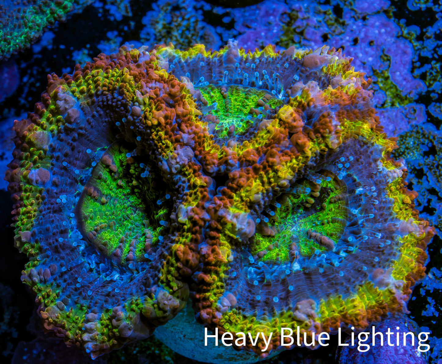 Ultra Acan Coral - Micromussa Lordhowensis - Rainbow 🌈 Acan Frag WYSIWYG F7R2B1 Ultra Acan Coral - Micromussa Lordhowensis - Rainbow 🌈 Acan Frag WYSIWYG F7R2B1 LPS Coral Ultra Acan Coral - Micromussa Lordhowensis - Rainbow 🌈 Acan Frag WYSIWYG F7R2B1 Zeo Box Reef