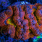 Ultra Acan Coral - Micromussa Lordhowensis - Rainbow 🌈 Acan Frag WYSIWYG Ultra Acan Coral - Micromussa Lordhowensis - Rainbow 🌈 Acan Frag WYSIWYG LPS Coral Ultra Acan Coral - Micromussa Lordhowensis - Rainbow 🌈 Acan Frag WYSIWYG Zeo Box Reef