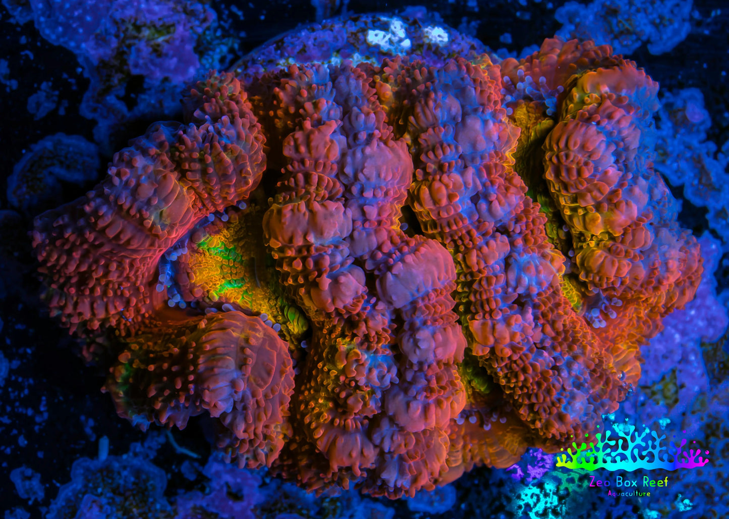 Ultra Acan Coral - Micromussa Lordhowensis - Rainbow 🌈 Acan Frag WYSIWYG Ultra Acan Coral - Micromussa Lordhowensis - Rainbow 🌈 Acan Frag WYSIWYG LPS Coral Ultra Acan Coral - Micromussa Lordhowensis - Rainbow 🌈 Acan Frag WYSIWYG Zeo Box Reef