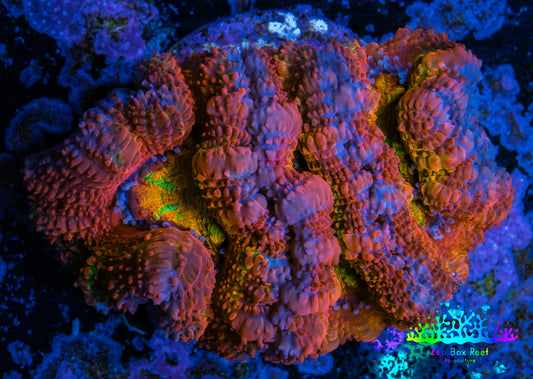 Ultra Acan Coral - Micromussa Lordhowensis - Rainbow 🌈 Acan Frag WYSIWYG Ultra Acan Coral - Micromussa Lordhowensis - Rainbow 🌈 Acan Frag WYSIWYG LPS Coral Ultra Acan Coral - Micromussa Lordhowensis - Rainbow 🌈 Acan Frag WYSIWYG Zeo Box Reef