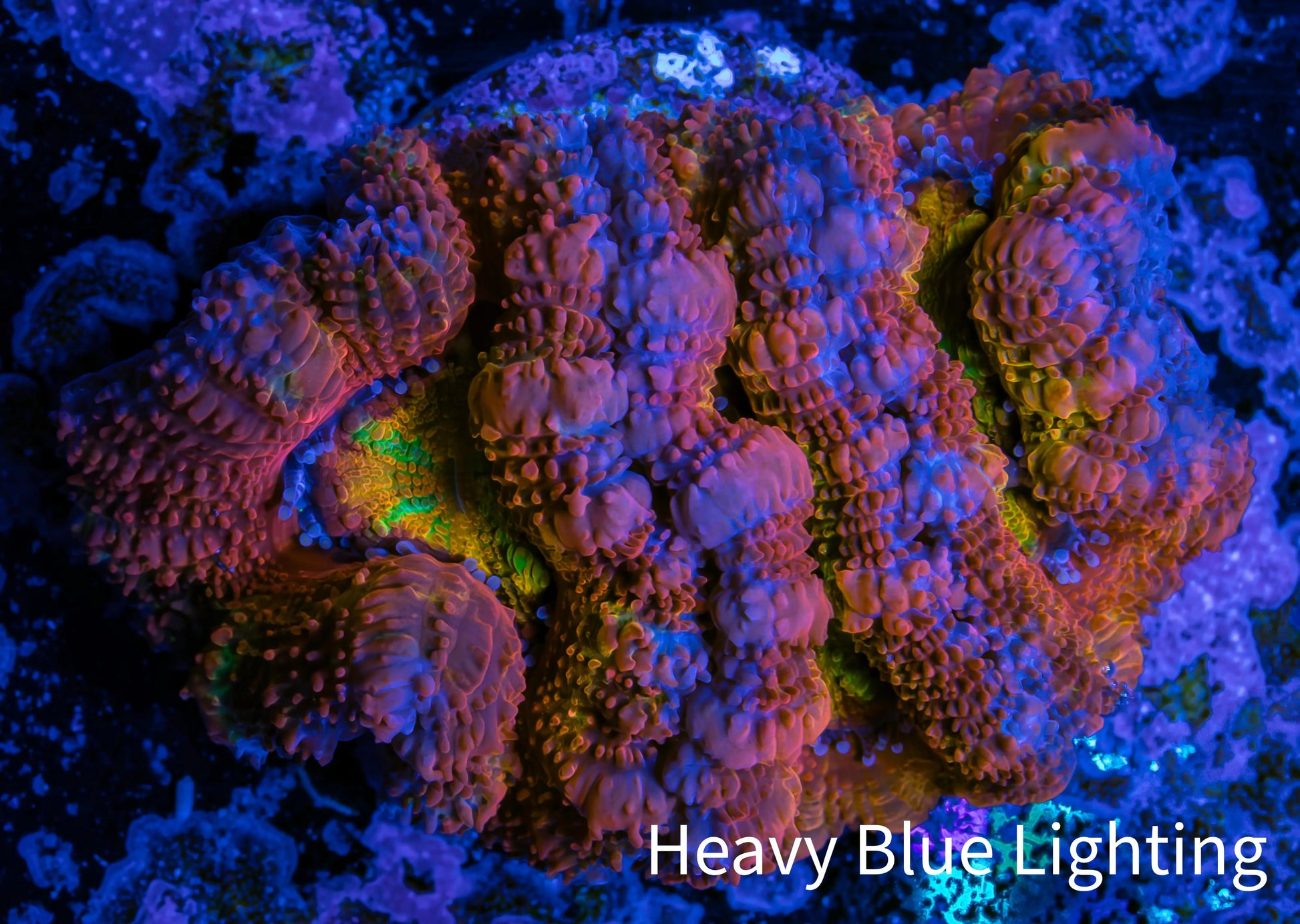 Ultra Acan Coral - Micromussa Lordhowensis - Rainbow 🌈 Acan Frag WYSIWYG Ultra Acan Coral - Micromussa Lordhowensis - Rainbow 🌈 Acan Frag WYSIWYG LPS Coral Ultra Acan Coral - Micromussa Lordhowensis - Rainbow 🌈 Acan Frag WYSIWYG Zeo Box Reef