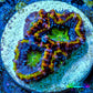 Ultra Acan Coral - Micromussa Lordhowensis - Rainbow 🌈 Acan Frag WYSIWYG Ultra Acan Coral - Micromussa Lordhowensis - Rainbow 🌈 Acan Frag WYSIWYG LPS Coral Ultra Acan Coral - Micromussa Lordhowensis - Rainbow 🌈 Acan Frag WYSIWYG Zeo Box Reef