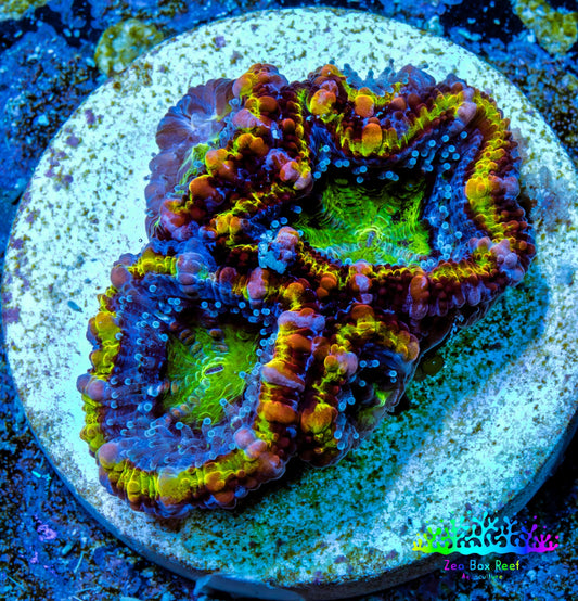 Ultra Acan Coral - Micromussa Lordhowensis - Rainbow 🌈 Acan Frag WYSIWYG Ultra Acan Coral - Micromussa Lordhowensis - Rainbow 🌈 Acan Frag WYSIWYG LPS Coral Ultra Acan Coral - Micromussa Lordhowensis - Rainbow 🌈 Acan Frag WYSIWYG Zeo Box Reef