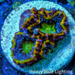 Ultra Acan Coral - Micromussa Lordhowensis - Rainbow 🌈 Acan Frag WYSIWYG Ultra Acan Coral - Micromussa Lordhowensis - Rainbow 🌈 Acan Frag WYSIWYG LPS Coral Ultra Acan Coral - Micromussa Lordhowensis - Rainbow 🌈 Acan Frag WYSIWYG Zeo Box Reef