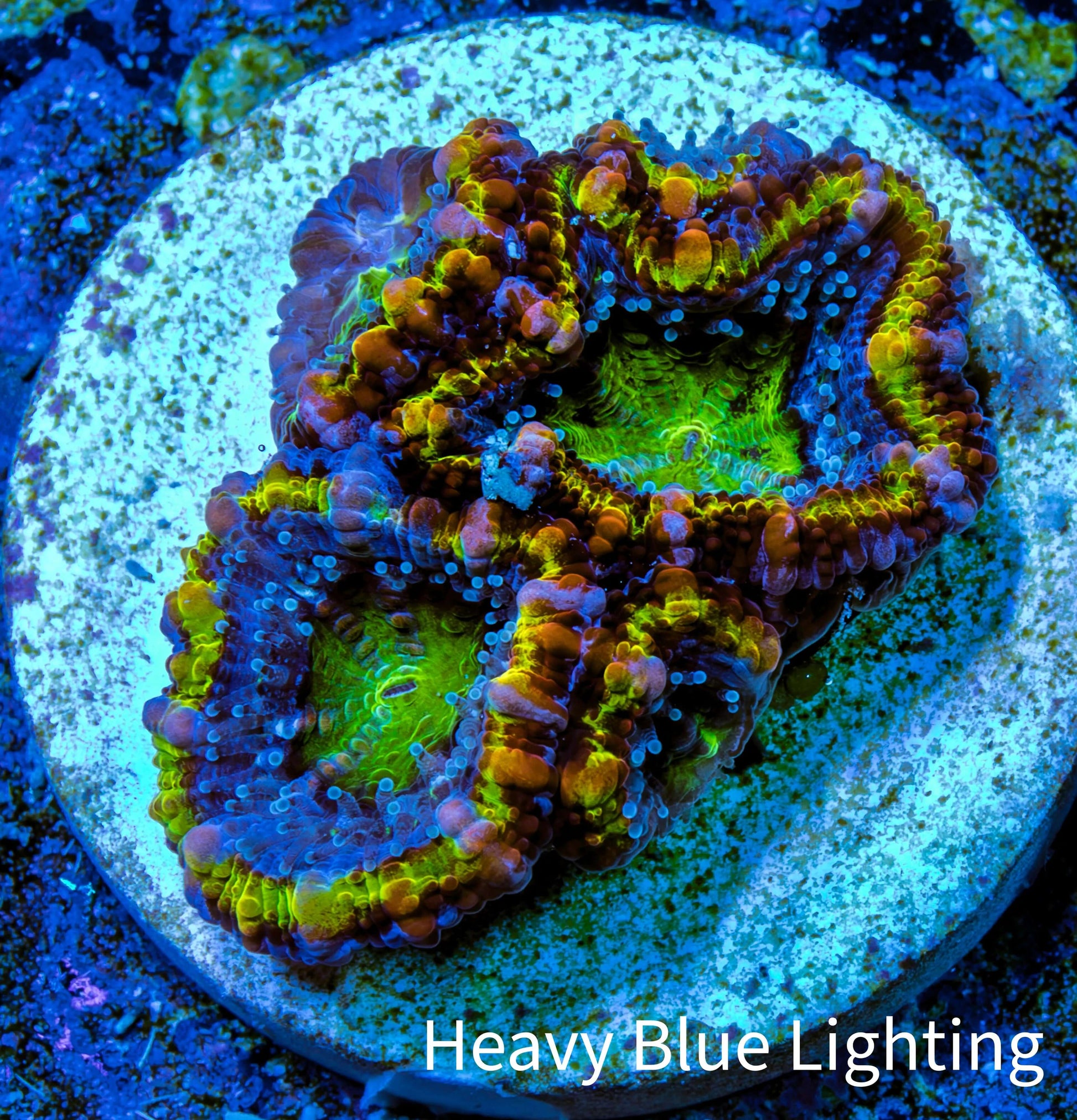 Ultra Acan Coral - Micromussa Lordhowensis - Rainbow 🌈 Acan Frag WYSIWYG Ultra Acan Coral - Micromussa Lordhowensis - Rainbow 🌈 Acan Frag WYSIWYG LPS Coral Ultra Acan Coral - Micromussa Lordhowensis - Rainbow 🌈 Acan Frag WYSIWYG Zeo Box Reef