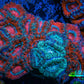 Ultra Acan Coral - Micromussa Lordhowensis -Rare Natural Graft - THE INFECTED  Acan WYSIWYG 7cm Ultra Acan Coral - Micromussa Lordhowensis -Rare Natural Graft - THE INFECTED  Acan WYSIWYG 7cm LPS Coral Ultra Acan Coral - Micromussa Lordhowensis -Rare Natural Graft - THE INFECTED  Acan WYSIWYG 7cm Zeo Box Reef
