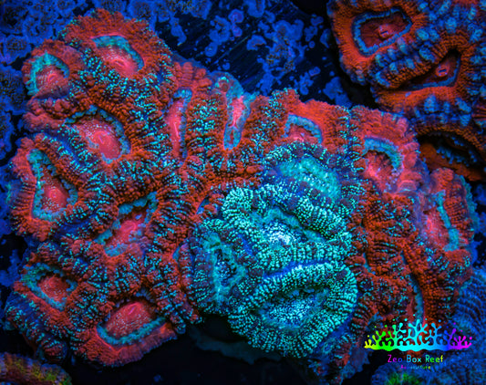 Ultra Acan Coral - Micromussa Lordhowensis -Rare Natural Graft - THE INFECTED  Acan WYSIWYG 7cm Ultra Acan Coral - Micromussa Lordhowensis -Rare Natural Graft - THE INFECTED  Acan WYSIWYG 7cm LPS Coral Ultra Acan Coral - Micromussa Lordhowensis -Rare Natural Graft - THE INFECTED  Acan WYSIWYG 7cm Zeo Box Reef