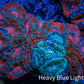 Ultra Acan Coral - Micromussa Lordhowensis -Rare Natural Graft - THE INFECTED  Acan WYSIWYG 7cm Ultra Acan Coral - Micromussa Lordhowensis -Rare Natural Graft - THE INFECTED  Acan WYSIWYG 7cm LPS Coral Ultra Acan Coral - Micromussa Lordhowensis -Rare Natural Graft - THE INFECTED  Acan WYSIWYG 7cm Zeo Box Reef