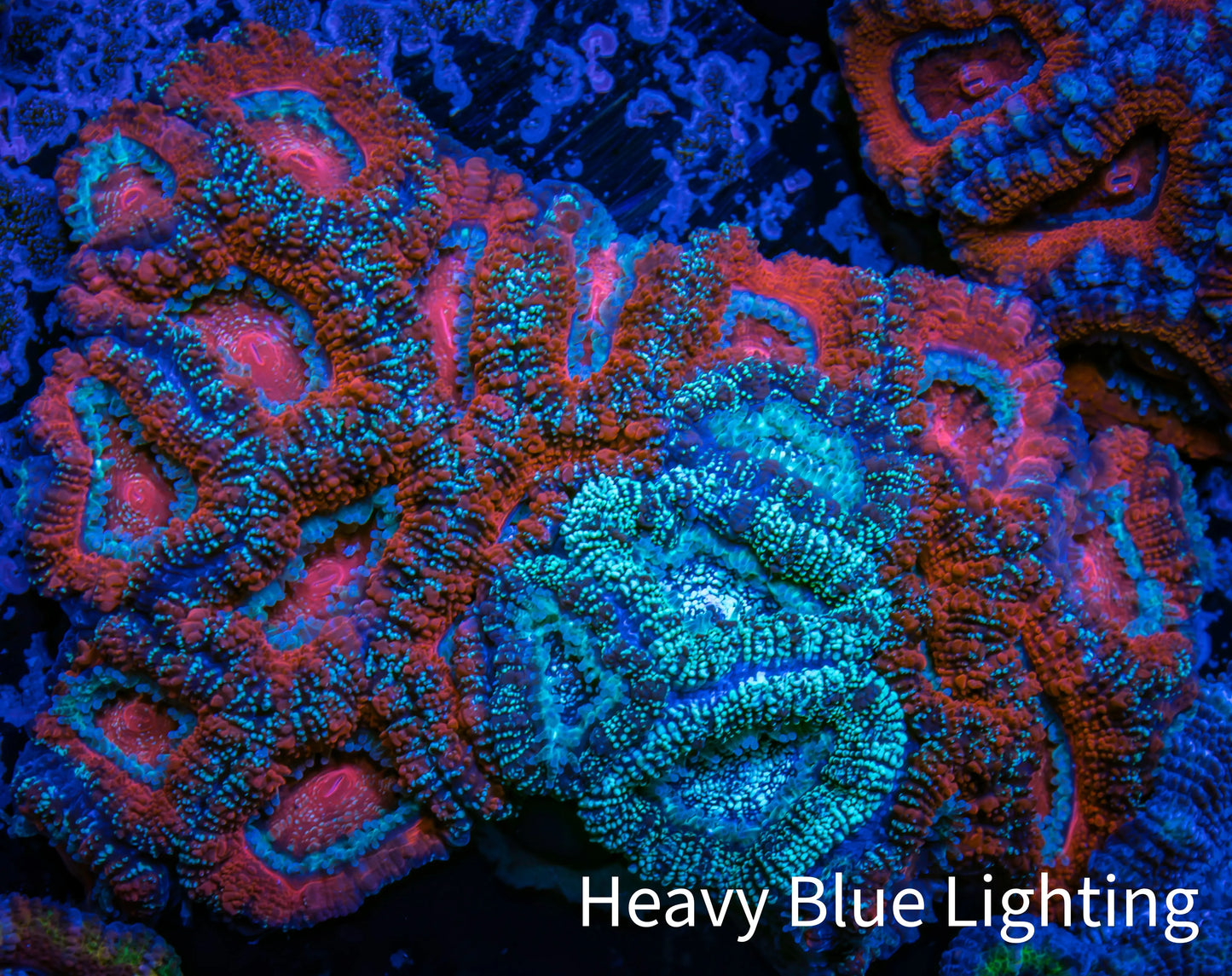Ultra Acan Coral - Micromussa Lordhowensis -Rare Natural Graft - THE INFECTED  Acan WYSIWYG 7cm Ultra Acan Coral - Micromussa Lordhowensis -Rare Natural Graft - THE INFECTED  Acan WYSIWYG 7cm LPS Coral Ultra Acan Coral - Micromussa Lordhowensis -Rare Natural Graft - THE INFECTED  Acan WYSIWYG 7cm Zeo Box Reef