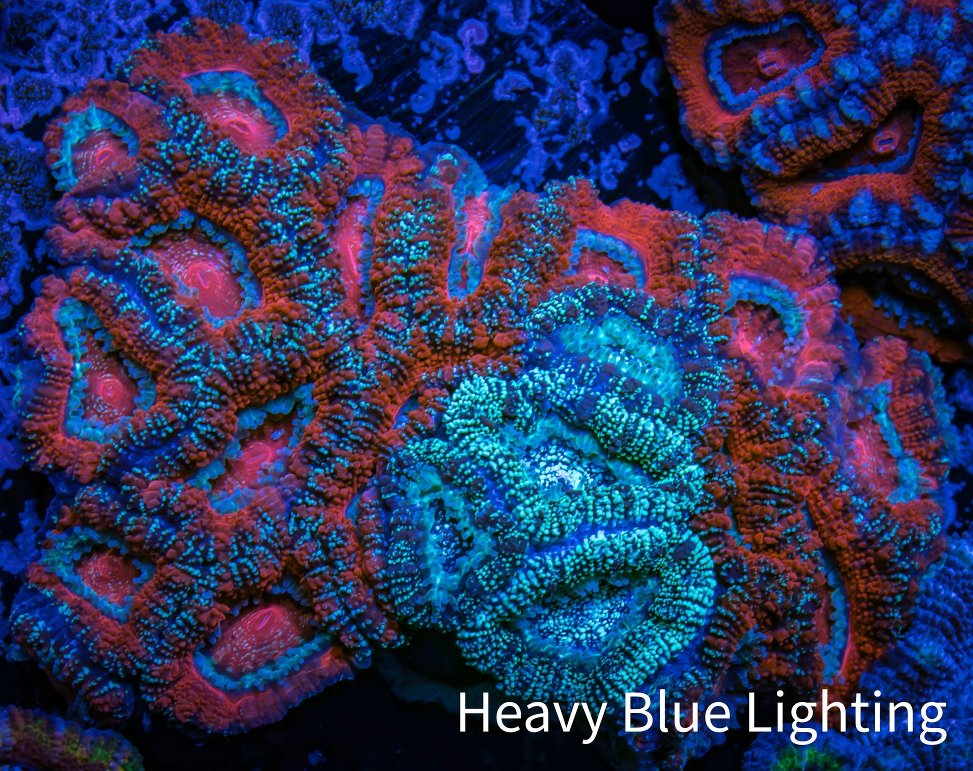 Ultra Acan Coral - Micromussa Lordhowensis -Rare Natural Graft - THE INFECTED  Acan WYSIWYG 7cm Ultra Acan Coral - Micromussa Lordhowensis -Rare Natural Graft - THE INFECTED  Acan WYSIWYG 7cm LPS Coral Ultra Acan Coral - Micromussa Lordhowensis -Rare Natural Graft - THE INFECTED  Acan WYSIWYG 7cm Zeo Box Reef